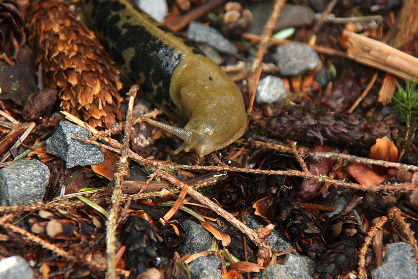 Banana Slug