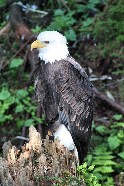 Bald Eagle at Raptor Center