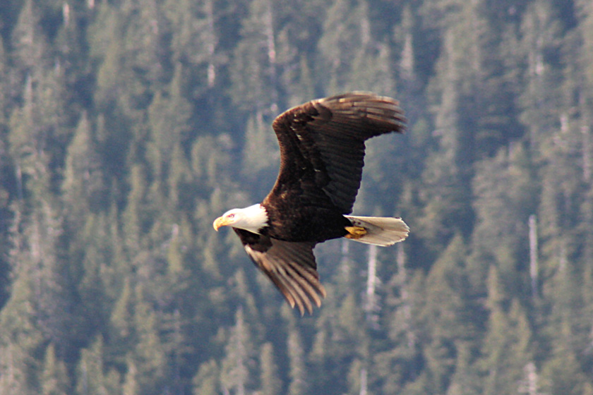 Bald Eagle Escort from Sitka