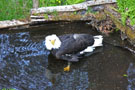 Bald Eagle in Pond at Raptor Center