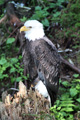 Bald Eagle at Raptor Center