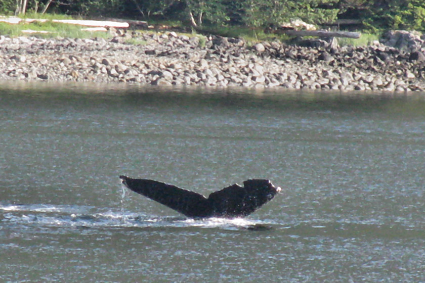 Humpback Whale Fluke