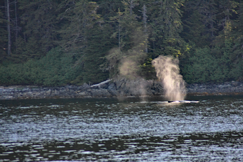 Humpback Whale Blow