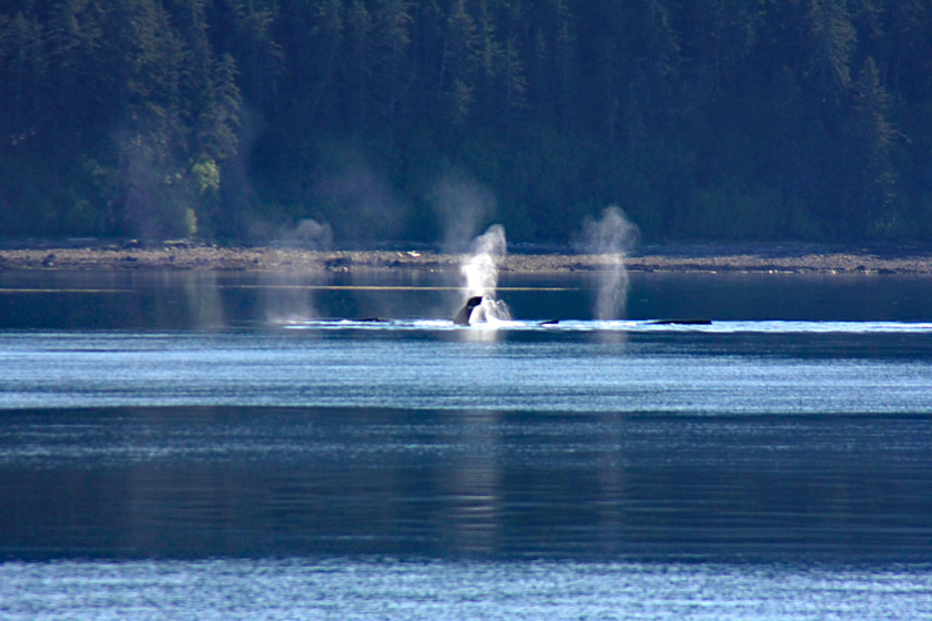 Humpback Whale Fluke and Blows