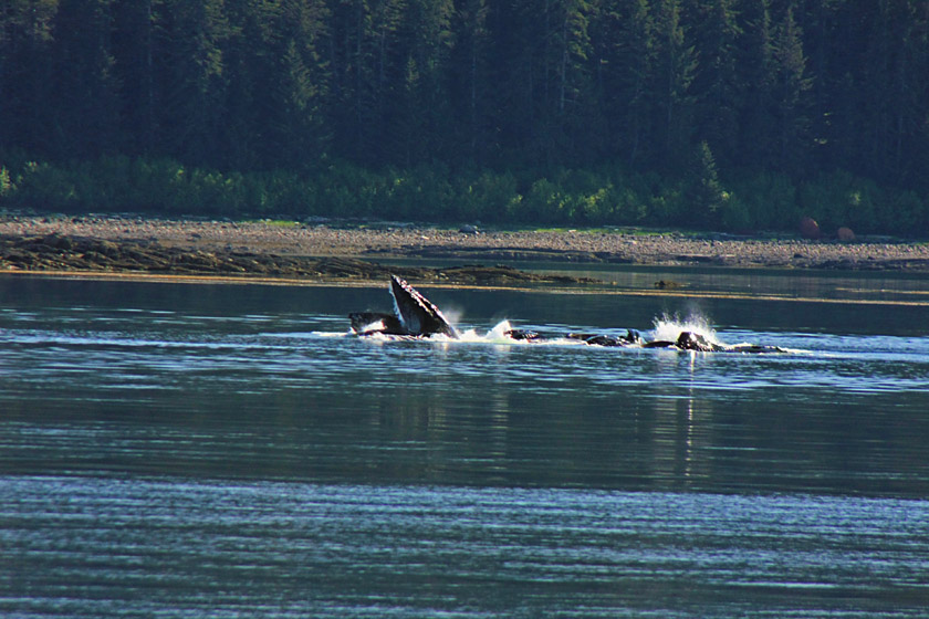 Humpback Whale Pod Feeding