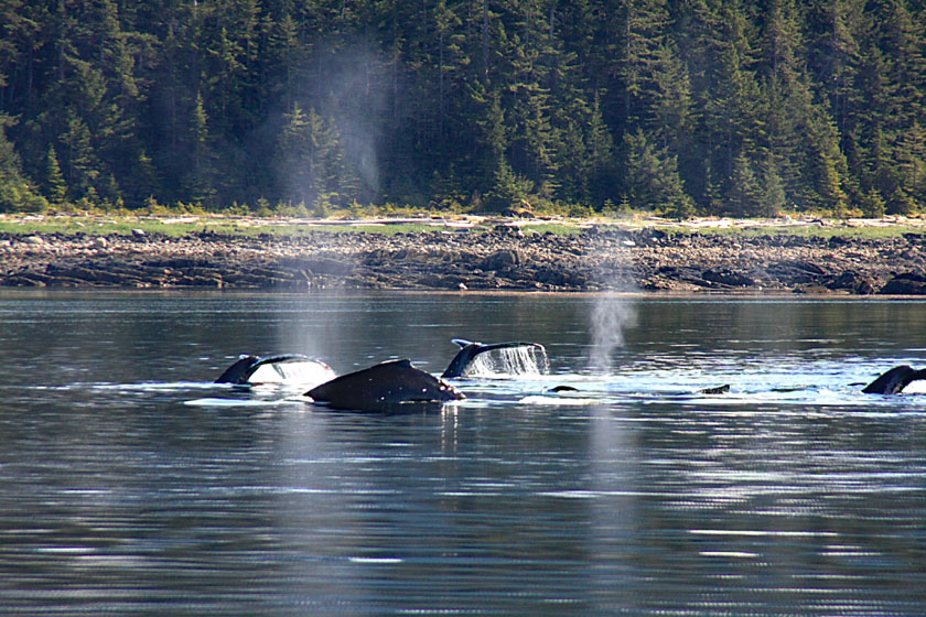 Humpback Whale Flukes, Backs and Blows