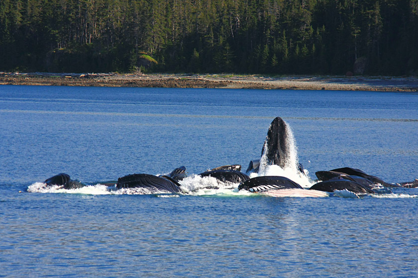 Humpback Whale Pod Bubblenet Feeding