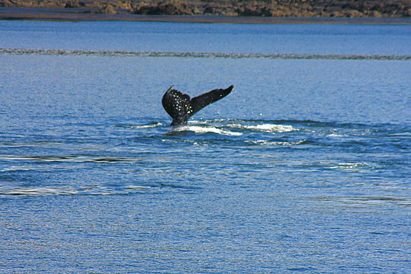 Humpback Whale Fluke