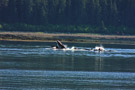 Humpback Whale Feeding