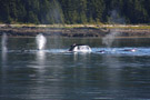 Humpback Whale Fluke and Blows