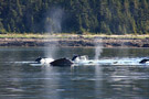 Humpback Whale Flukes, Backs and Blows