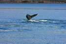 Humpback Whale Fluke