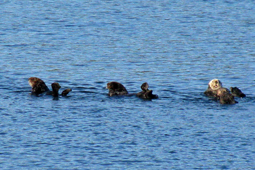 Sea Otters in Idaho Inlet