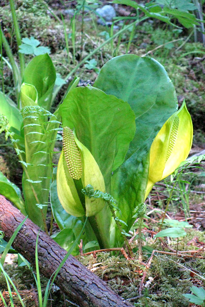 Stink Cabbage Plant on George Island