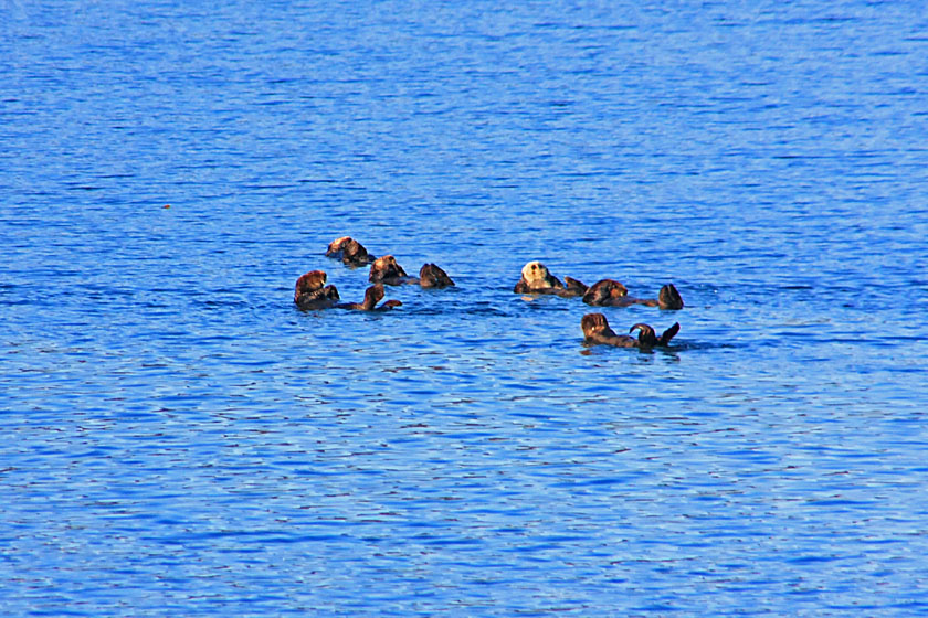 Sea Otters in Idaho Inlet