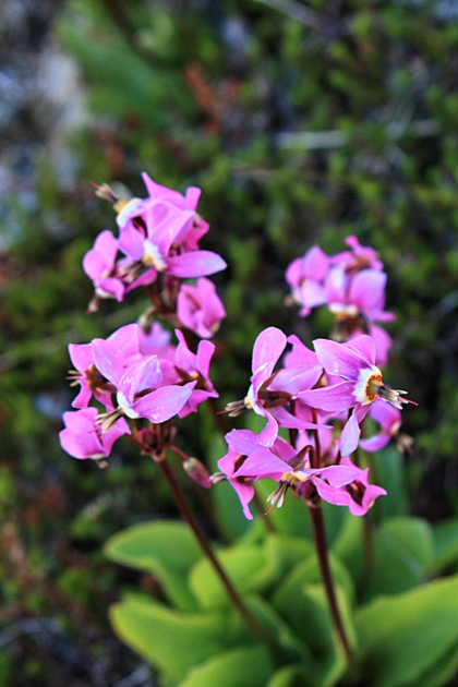 Shooting Star Plant on George Island