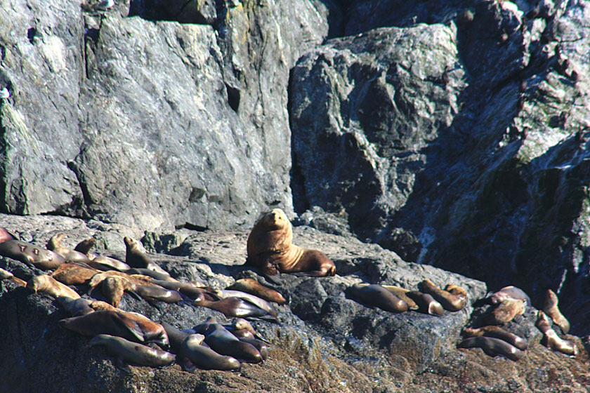 Bull Seal and Friends in the Inian Islands