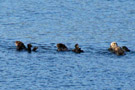 Sea Otters in Idaho Inlet