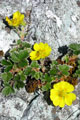 Mountain Buttercup on George Island