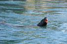 Steller Sea Lion at the Inian Islands