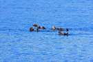 Sea Otters in Idaho Inlet