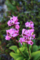 Shooting Star Plant on George Island