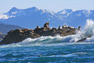 Sea Lion Colony in the Inian Islands