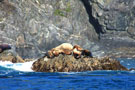 Sleeping Sea Lions on Rocks in the Inian Islands