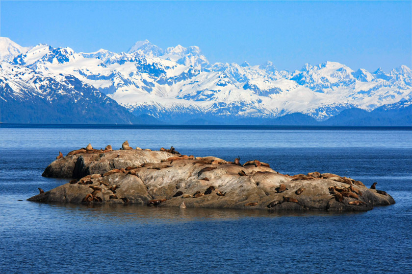 Sea Lions in Marble Islands