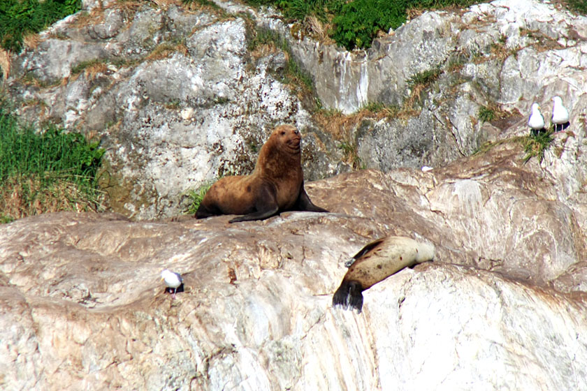 Sea Lions, South Marble Island