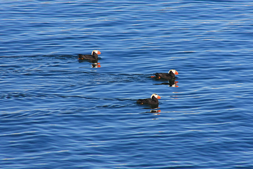 Tufted Puffins Near South Marble Island