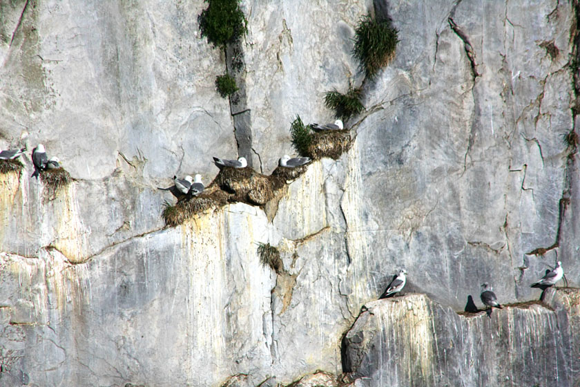 Nesting Black-Legged Kittiwakes, South Marble Island