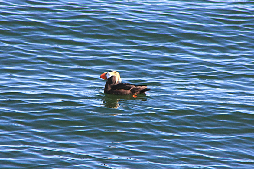 Tufted Puffin Near South Marble Island