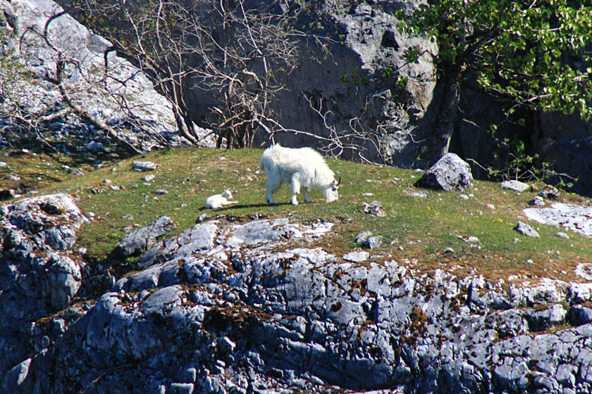 Mountain Goat and Kid, Glacier Bay