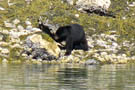 Black Bear in Geikie Inlet