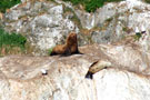 Sea Lions, South Marble Island