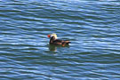 Tufted Puffin Near South Marble Island