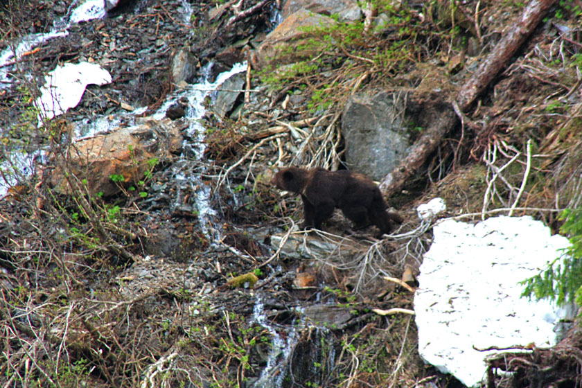 Grizzly Bear in Red Bluff Bay