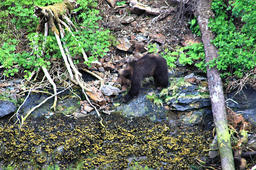 Grizzly Bear in Red Bluff Bay