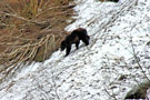 Grizzly Bear in Red Bluff Bay