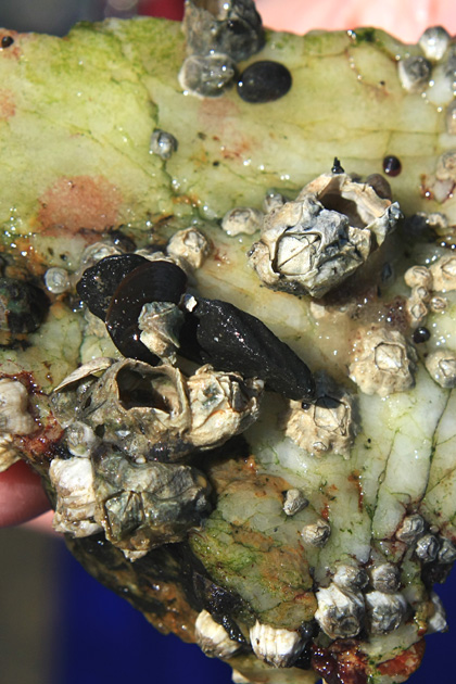 Barnacles on Rock, Ideal Cove