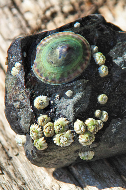 Limpet and Barnacles on Rock, Ideal Cove