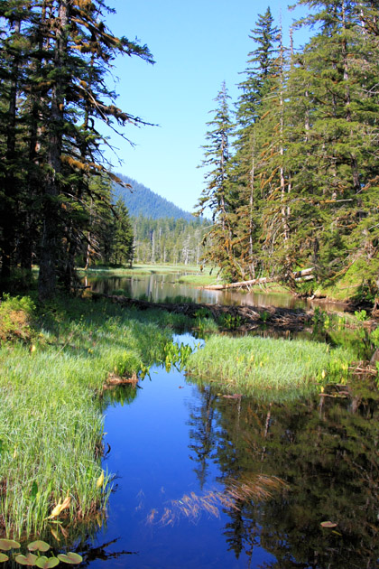 Beaver Dam Near Exit of Hill Lake, Three Lakes Trail