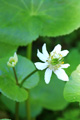 Unidentified Flower, Three Lakes Trail