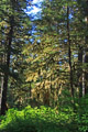 Moss-Covered Tree, Three Lakes Trail