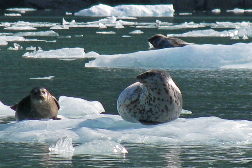 Harbor Seals on Iceberg in Endicott Arm