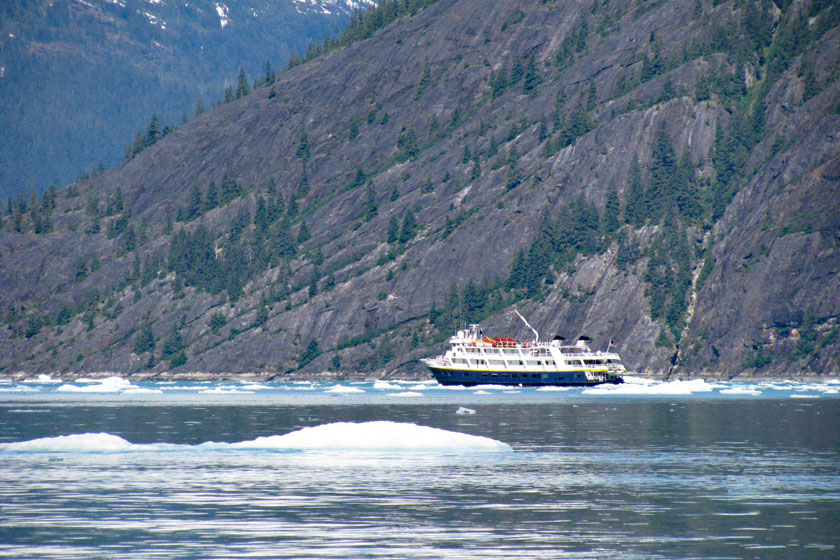 NG Sea Lion in Endicott Arm Amidst Icebergs