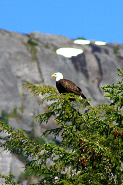 Perched Bald Eagle in Ford's Terror