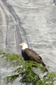 Bald Eagle in Tree, Endicott Arm