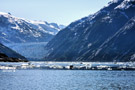 Dawes Glacier, Bergie Bits and Harbor Seal in Endicott Arm